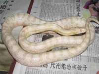 博澳智慧能源（大连）有限公司